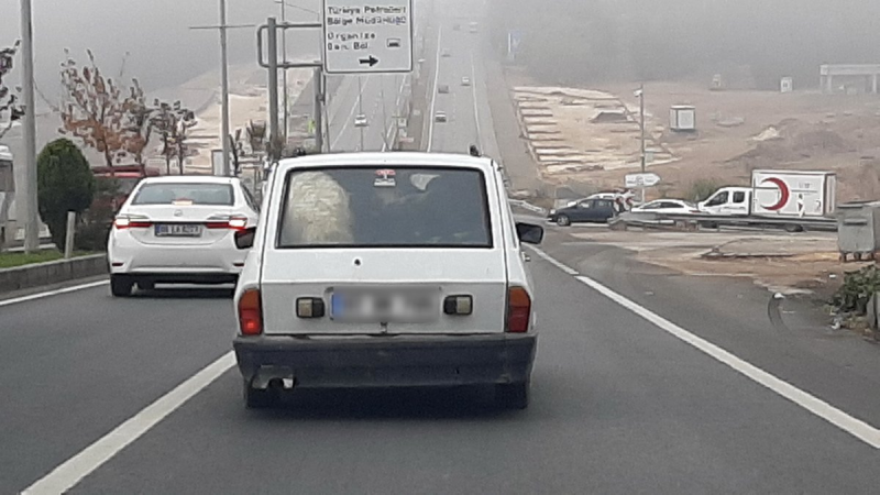 Otomobil bagajına 3 keçi 1 koyun sığdırıldı